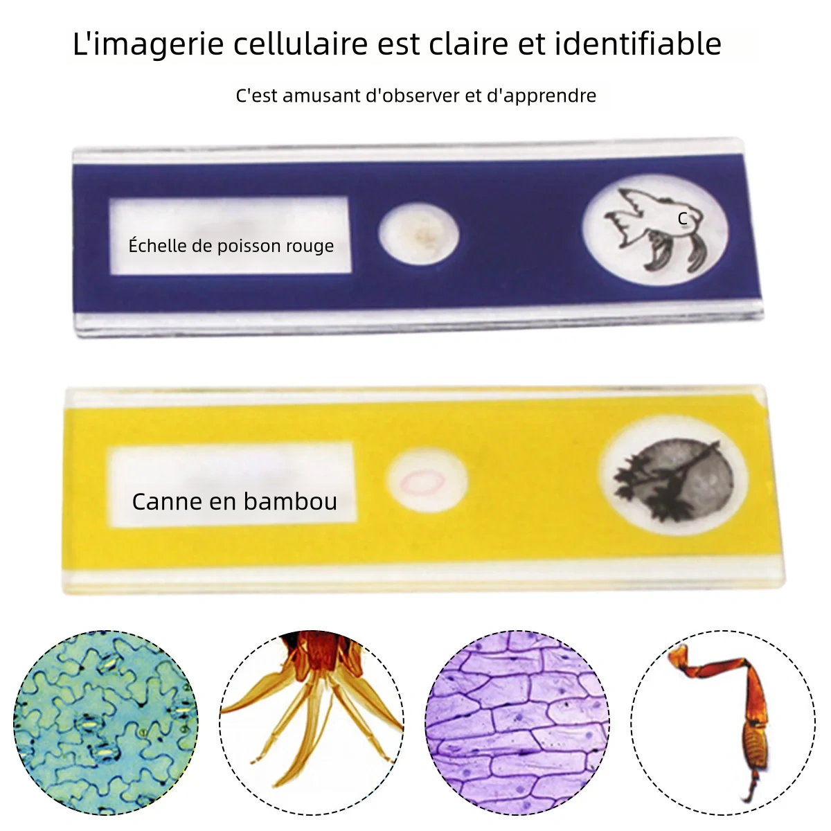 Kit de Microscope portatif 60-120 alimenté par batterie