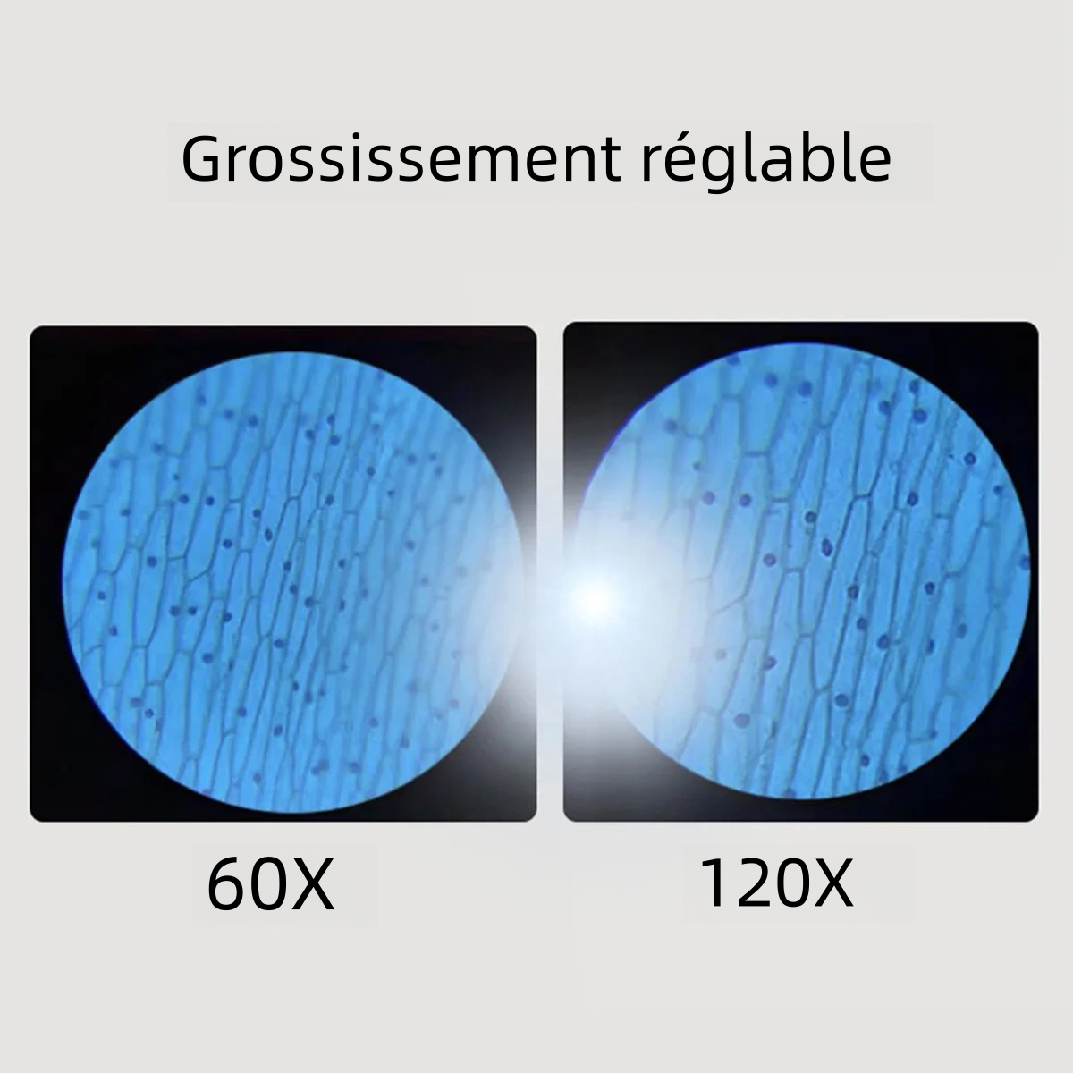 Kit de Microscope portatif 60-120 alimenté par batterie